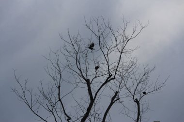 Alacakaranlıkta gri gökyüzü, ağaçta yapraksız kuşlar, gizemli ve korkutucu.