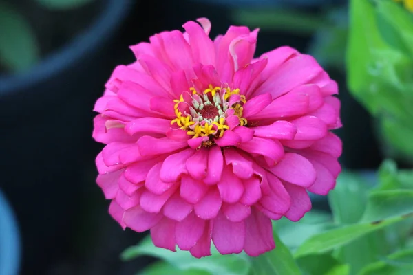 ティーガーデンの明るい美しい花 — ストック写真