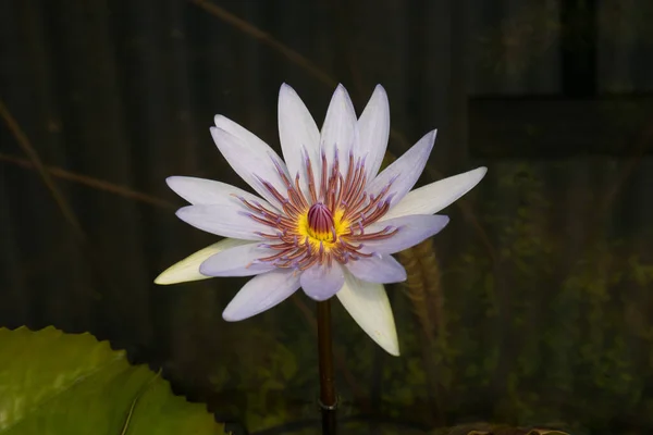 Beautiful light purple lotus in the pond