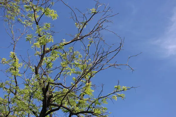 Journée Été Dans Parc Beauté Nature Branches Arbres Ciel Bleu — Photo