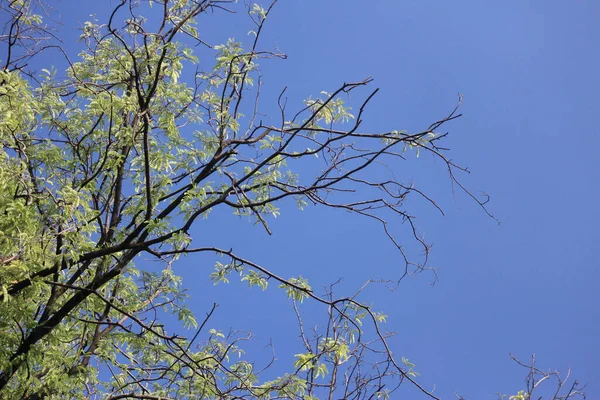 Летний День Парке Красота Природы Ветви Деревьев Голубое Небо — стоковое фото