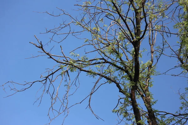 Letní Den Parku Krása Přírody Větve Stromů Modré Nebe — Stock fotografie