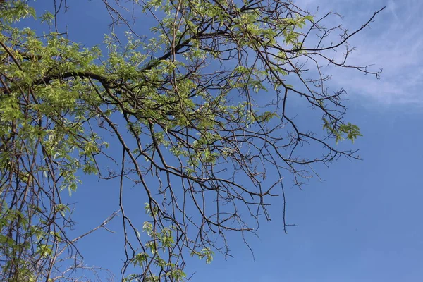 Літній День Парку Краса Природи Гілки Дерев Блакитне Небо — стокове фото