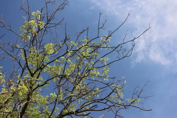 Летний День Парке Красота Природы Ветви Деревьев Голубое Небо — стоковое фото