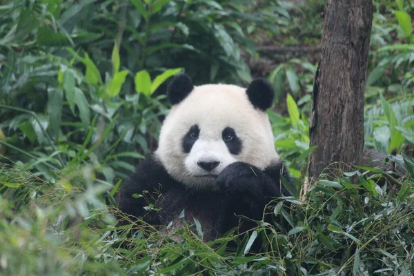 Piccolo Nome Gigante Panda Felice Yaun Zai Zoo Taipei Taiwan — Foto Stock
