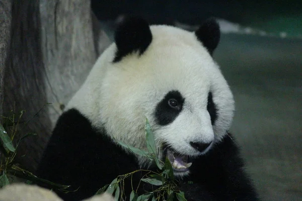 Little Happy Giant Panda Nazwa Yaun Zai Taipei Zoo Tajwan — Zdjęcie stockowe