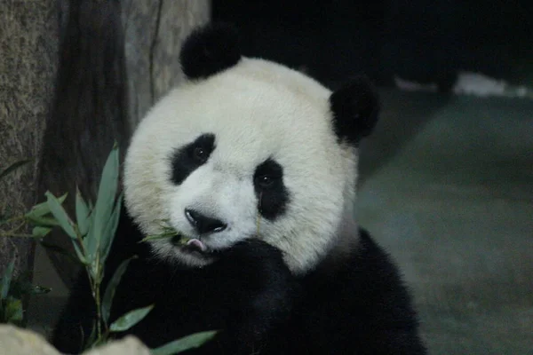 Little Happy Giant Panda Name Yaun Zai Taipei Zoo Taiwan — Stock Photo, Image