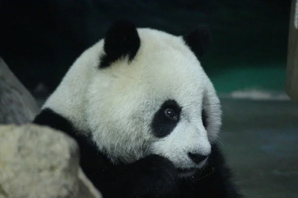 Lilla Glada Jättepanda Namn Yaun Zai Taipei Zoo Taiwan — Stockfoto
