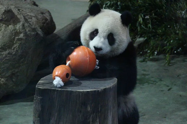 Little Happy Giant Panda Nombre Yaun Zai Zoológico Taipei Taiwán — Foto de Stock