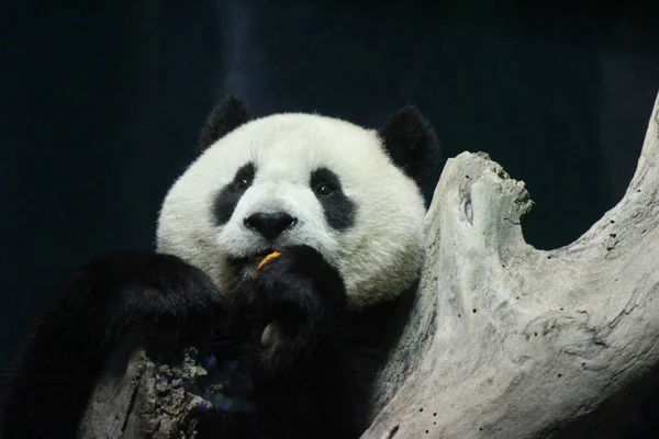 Little Happy Giant Panda Nome Yaun Zai Taipei Zoo Taiwan — Fotografia de Stock