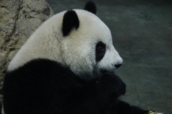 Kis Boldog Óriás Panda Név Yaun Zai Taipei Állatkert Tajvan — Stock Fotó