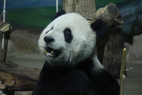 Giant Panda Mężczyzna Imię Tuan Tuan Taipei Zoo Tajwan — Zdjęcie stockowe