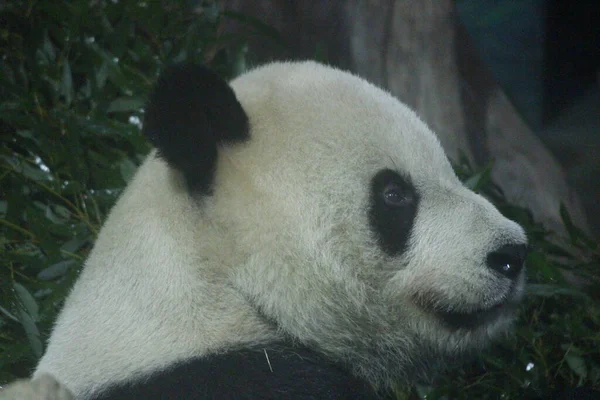 Panda Gigante Nombre Masculino Tuan Tuan Zoológico Taipei Taiwán — Foto de Stock