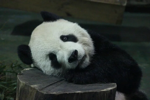 Имя Гигантской Панды Туан Туан Зоопарк Тайбэя Тайвань — стоковое фото