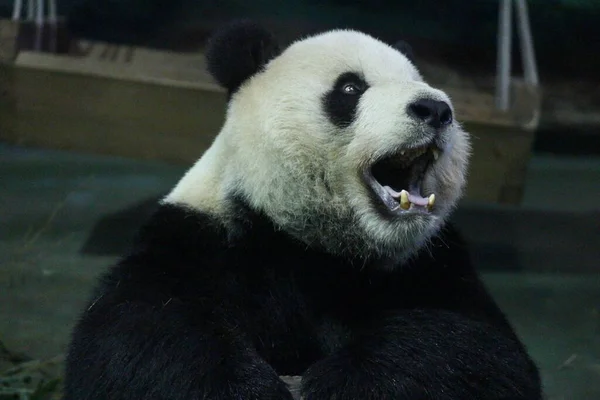 Giant Panda Mężczyzna Imię Tuan Tuan Taipei Zoo Tajwan — Zdjęcie stockowe
