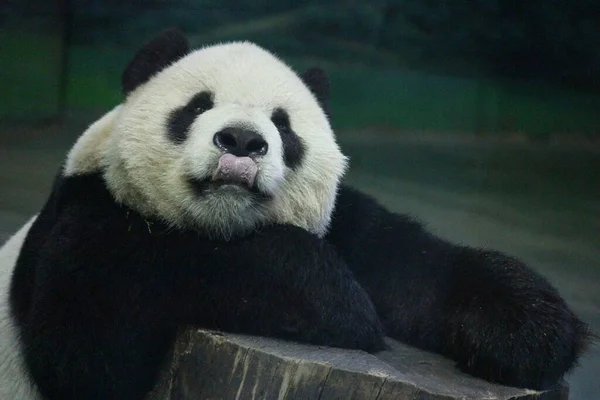 台湾台北动物园大熊猫名Tuan Tuan Tuan — 图库照片