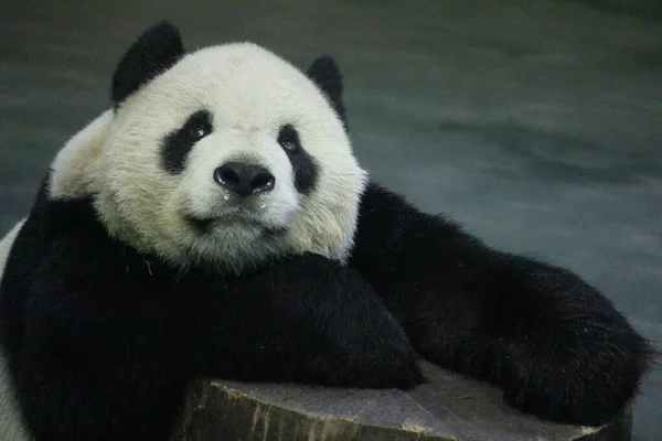 Giant Panda Male Name Tuan Tuan Taipei Zoo Taiwan — Stock Photo, Image