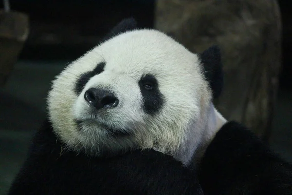 Dev Panda Erkek Adı Tuan Tuan Taipei Hayvanat Bahçesi Tayvan — Stok fotoğraf