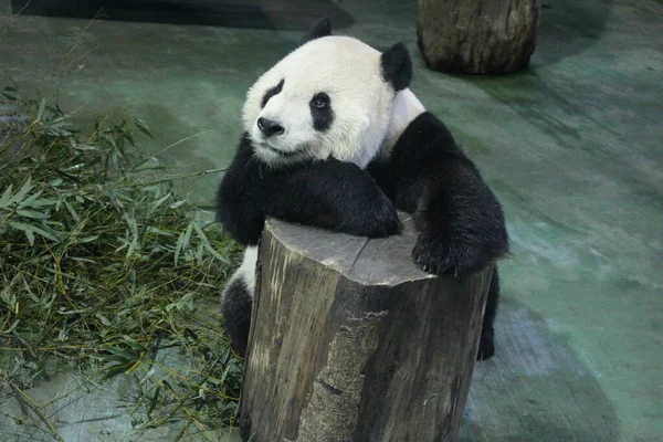 Имя Гигантской Панды Туан Туан Зоопарк Тайбэя Тайвань — стоковое фото