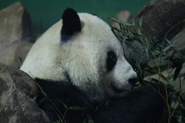 Riesenpanda Männchen Namens Tuan Tuan Taipei Zoo Taiwan — Stockfoto
