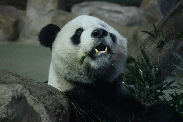 Giant Panda Male Name Tuan Tuan Taipei Zoo Taiwan — стокове фото