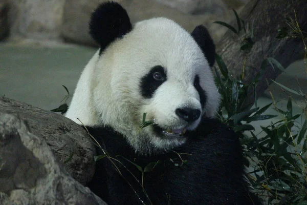 자이언트 타이완 이페이 동물원 — 스톡 사진