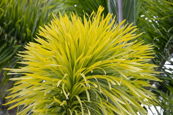 Krása Přírody Tvaru Detailů Liščích Palmových Listů — Stock fotografie