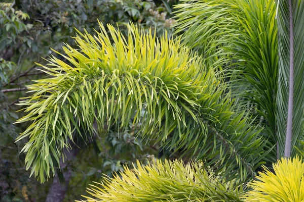 Beleza Natureza Partir Forma Detalhes Fox Palm Leaves — Fotografia de Stock