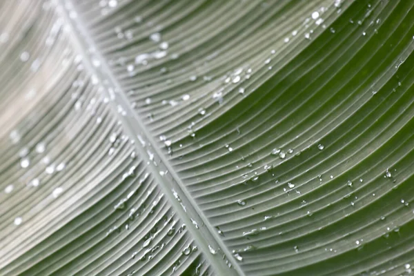 Friss Zöld Levél Görbéje Amely Részletesen Bemutatja Textúrát Mintát — Stock Fotó