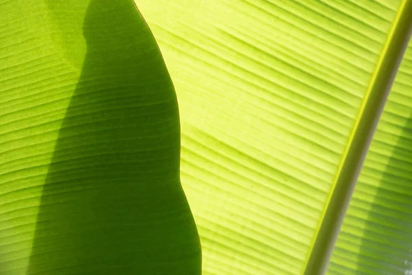 Curva Folha Verde Fresca Mostrando Detalhes Sobre Textura Padrão — Fotografia de Stock