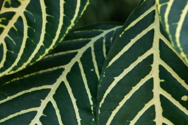 Curva Hoja Verde Fresca Mostrando Detalles Sobre Textura Patrón — Foto de Stock