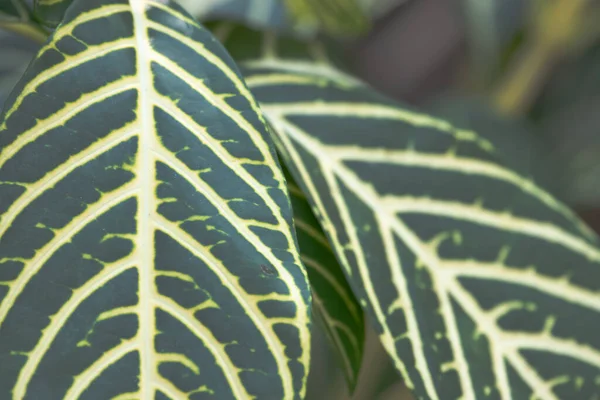 Kurva Fresh Green Leaf Visar Detaljer Textur Och Mönster — Stockfoto