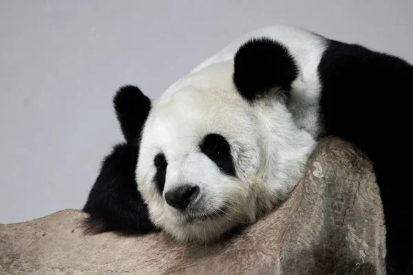 Close Cute Fluffy Panda — Stockfoto