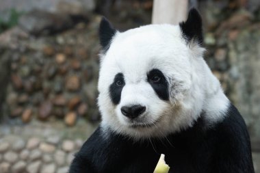 Yumuşak ve Sevimli Panda 'nın Portresi