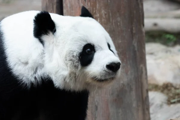 Portrét Načechrané Rozkošné Pandy — Stock fotografie