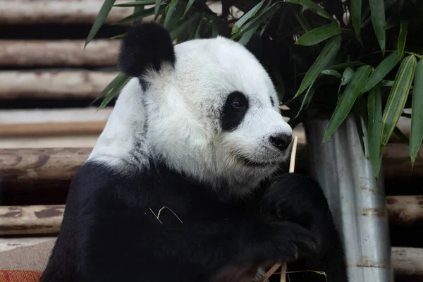 Portrait Fluffy Adorable Panda — Stock Photo, Image