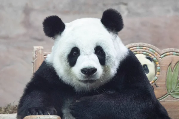 Portrét Načechrané Rozkošné Pandy — Stock fotografie