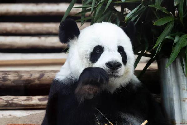 毛绒绒可爱熊猫的肖像 — 图库照片