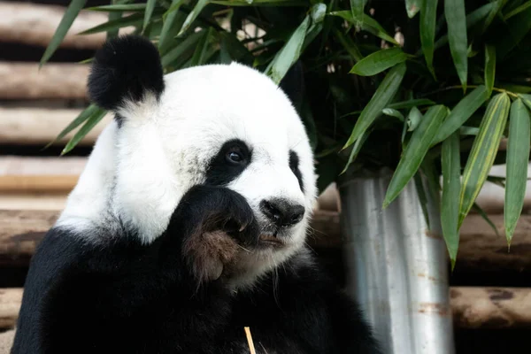 毛绒绒可爱熊猫的肖像 — 图库照片
