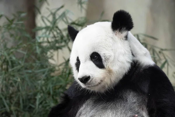 Portrait Panda Moelleux Adorable — Photo