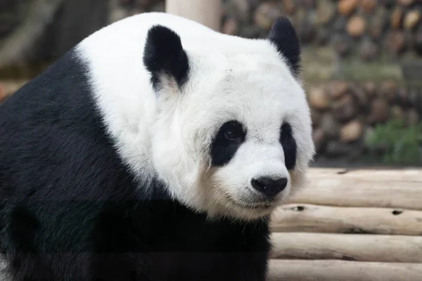 Retrato Panda Fofa Adorável — Fotografia de Stock