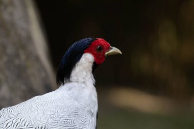 Bahçede yürüyen zarif ve güzel bir sülün.