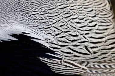 Siyah ve beyaz, Gümüş Sülün tüylerinin modern deseni.