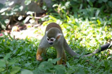 Küçük Sincap Maymun ağaçta eğleniyor.