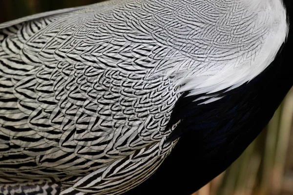 Μαύρο Και Άσπρο Μοντέρνο Σχέδιο Του Silver Pheasant Feathers — Φωτογραφία Αρχείου