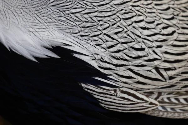 Siyah Beyaz Gümüş Sülün Tüylerinin Modern Deseni — Stok fotoğraf