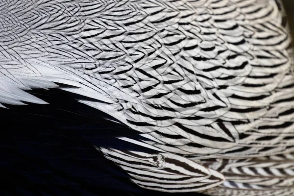 Siyah Beyaz Gümüş Sülün Tüylerinin Modern Deseni — Stok fotoğraf