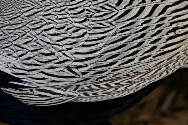 Zwart Wit Modern Patroon Van Zilveren Fazanten Veren — Stockfoto