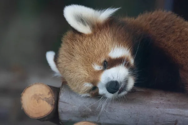 Little Red Panda Tar Tupplur Mitt Dagen — Stockfoto