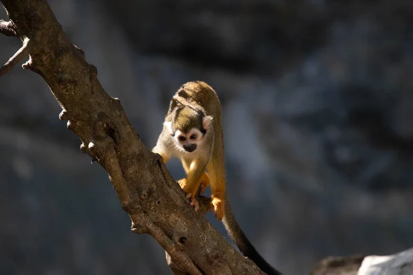Little Squirrel Monkey Har Kul Trädet — Stockfoto